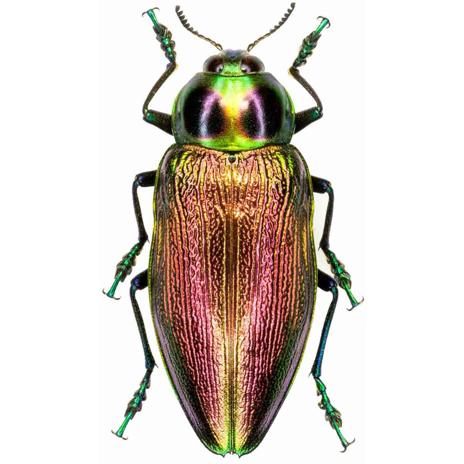 L'Arca di Noè - Euchroma giganteum Giant Tropical Insect Coleopter